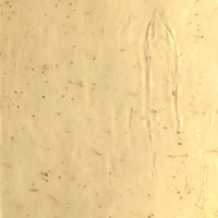 Plaque de Verre Champagne Antique