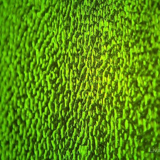 Lastra di vetro verde ambra ondulata