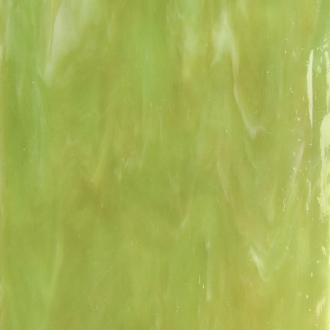 Glass Plate Fern