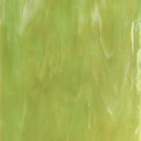 Glass Plate Fern