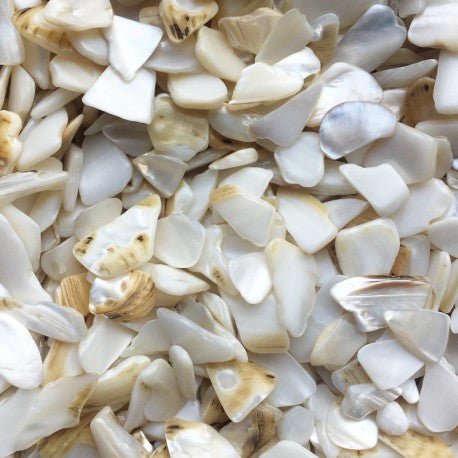 Poligono di Conchiglia di Madreperla